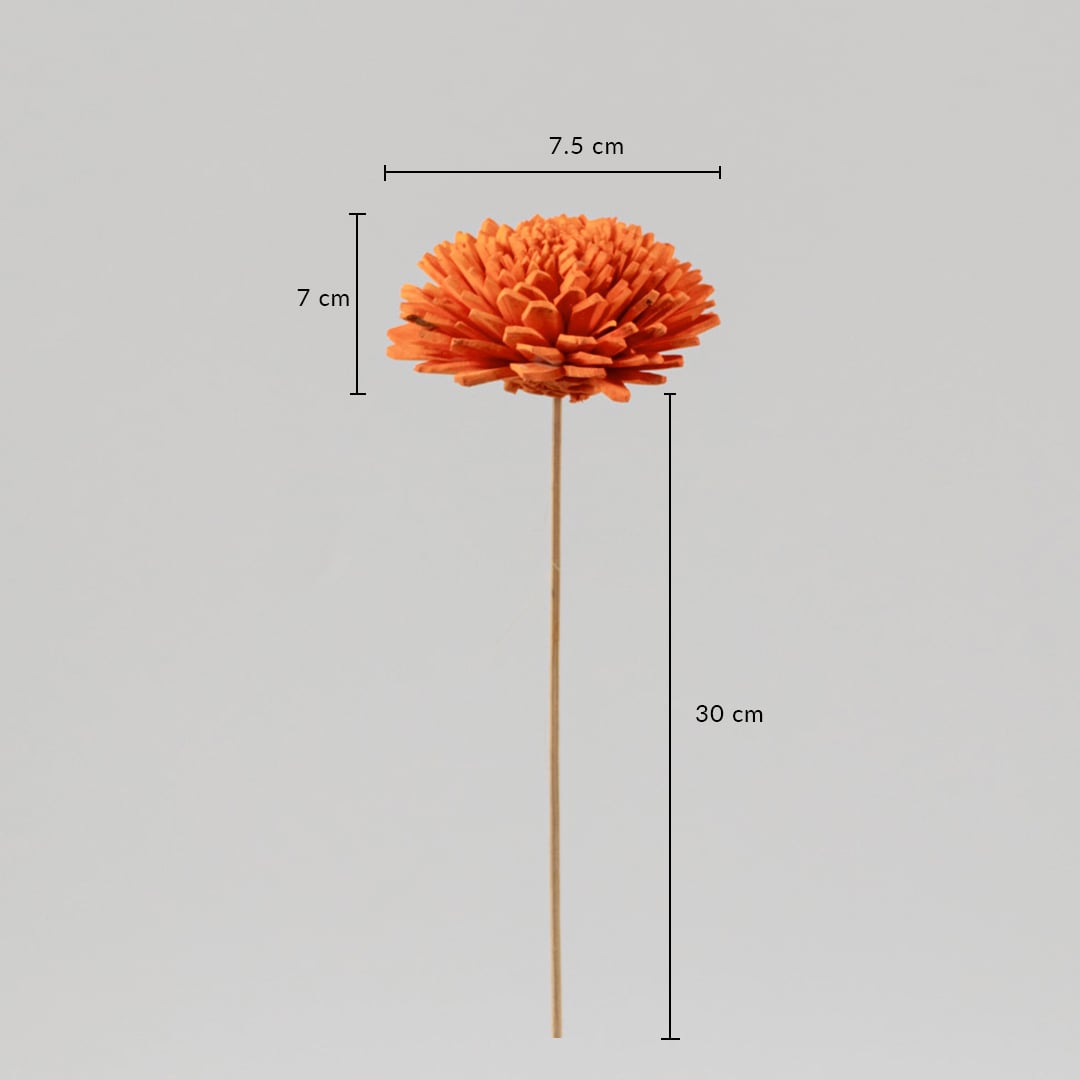 Orange dried flower stem with 30 cm height and 7.5 cm width displayed on white background with size dimensions.