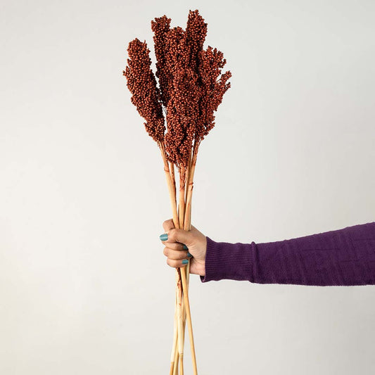 Hand holding a bundle of rust brown dried sorghum grass seed heads for cozy autumnal farmhouse tabletop vase on white backdrop.