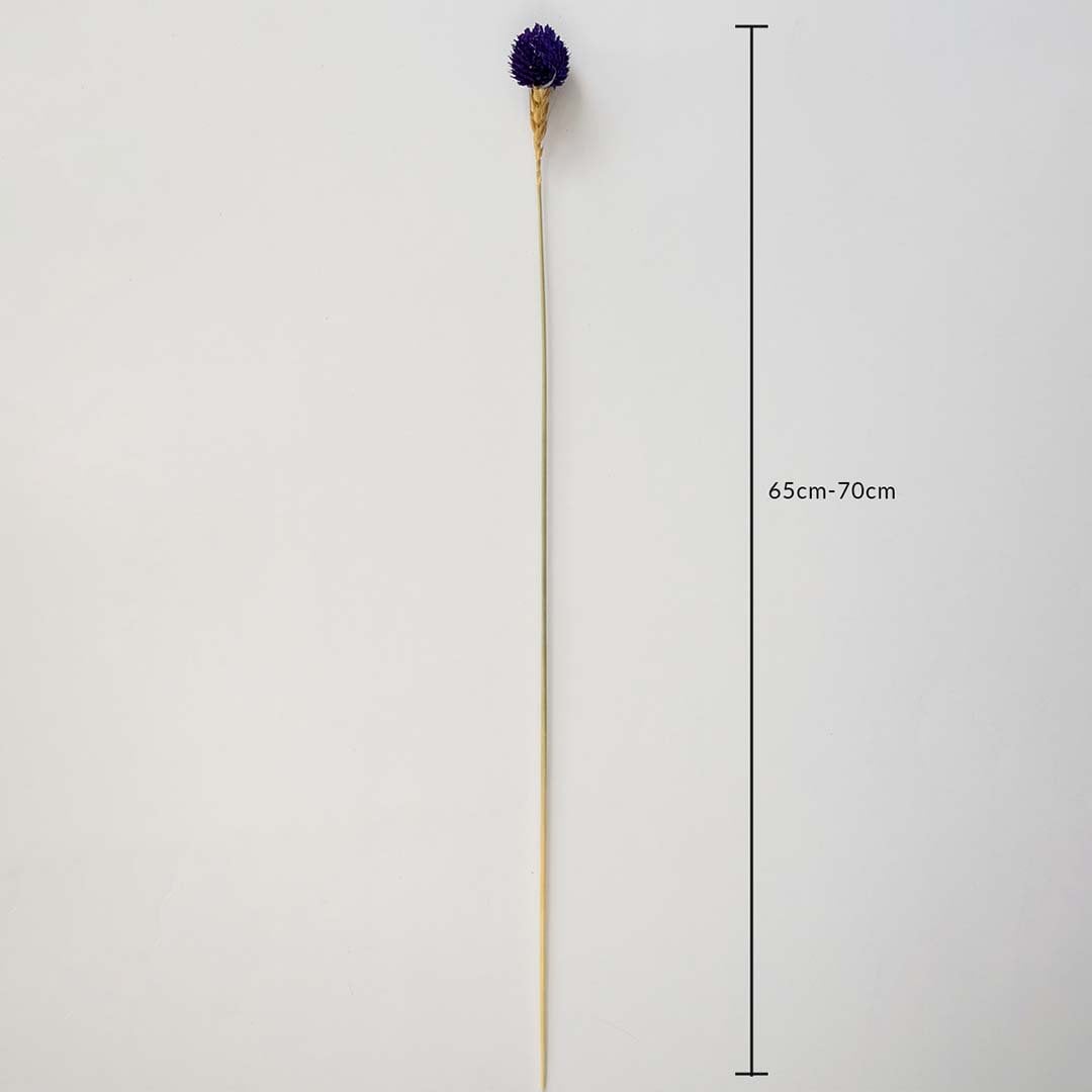 Purple dried globe thistle stem 65-70cm length displayed on white background for size dimension dried floral decoration.