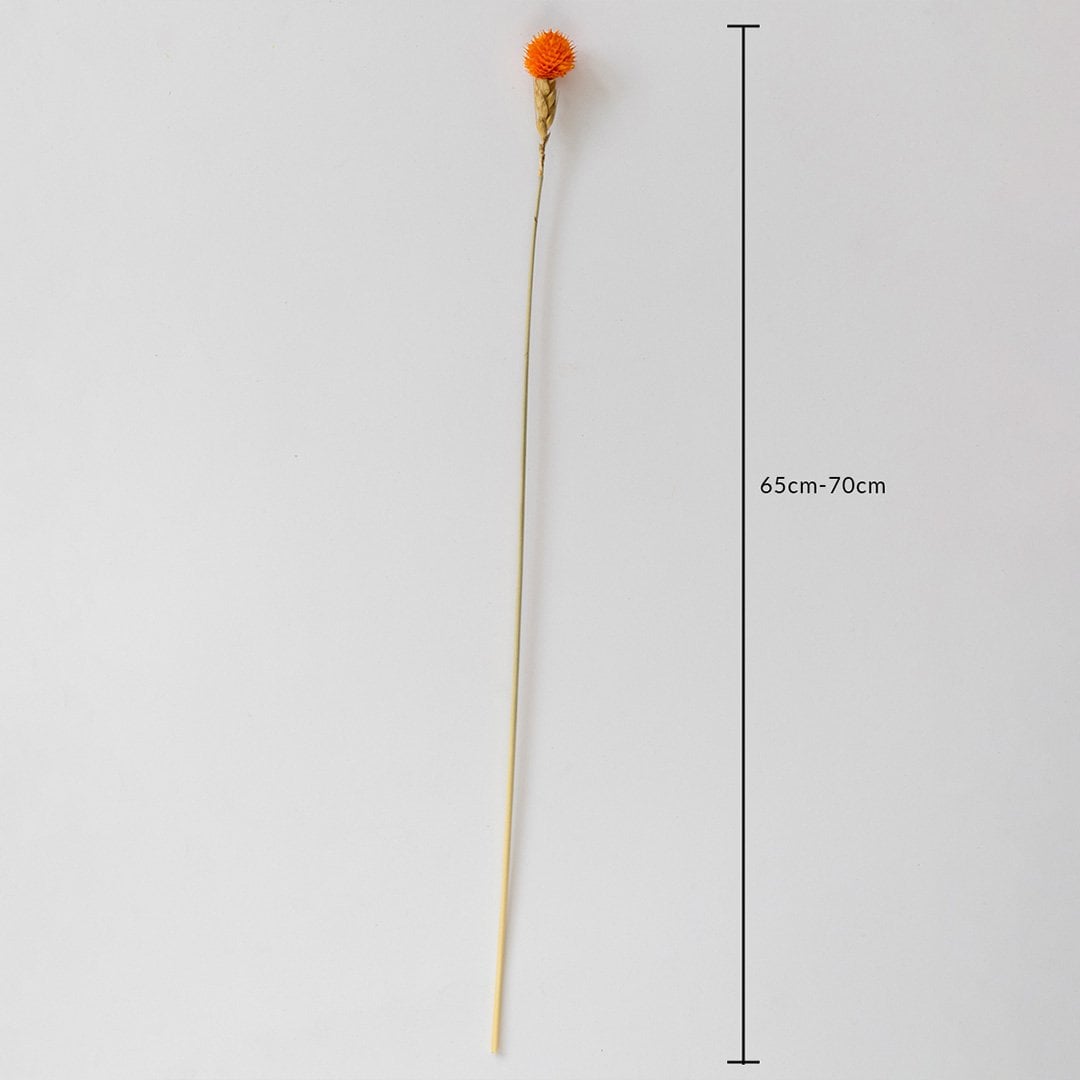 Orange dried flower stem on a white background with 65 to 70cm height shown for natural decorative home use.