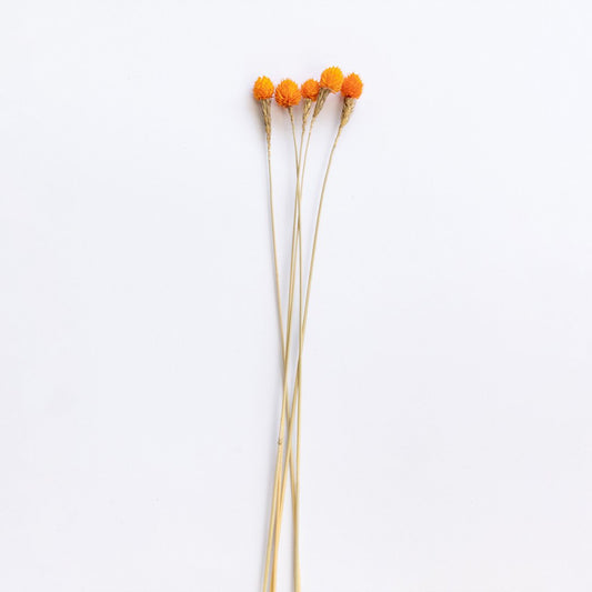 Strawberry Fruit - Orange