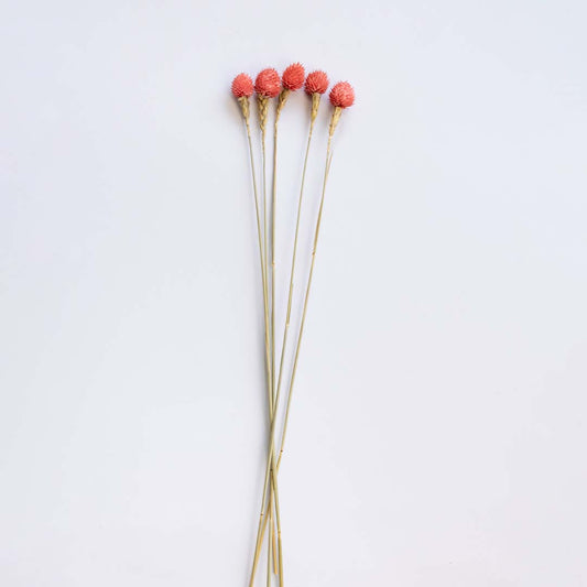 Five peach pink dried craspedia billy buttons stems for minimalist bohemian tabletop vase decoration on white background.