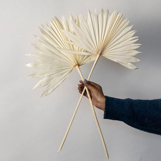 Hand holding two cream white dried palm sun fan leaves for unique bohemian tropical tabletop vase decor on white backdrop.