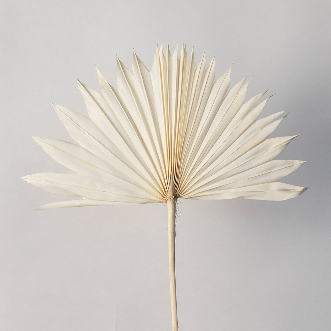 Closeup of ivory dried palm leaves revealing fine ribbed details and elegant texture perfect for neutral decor styling.