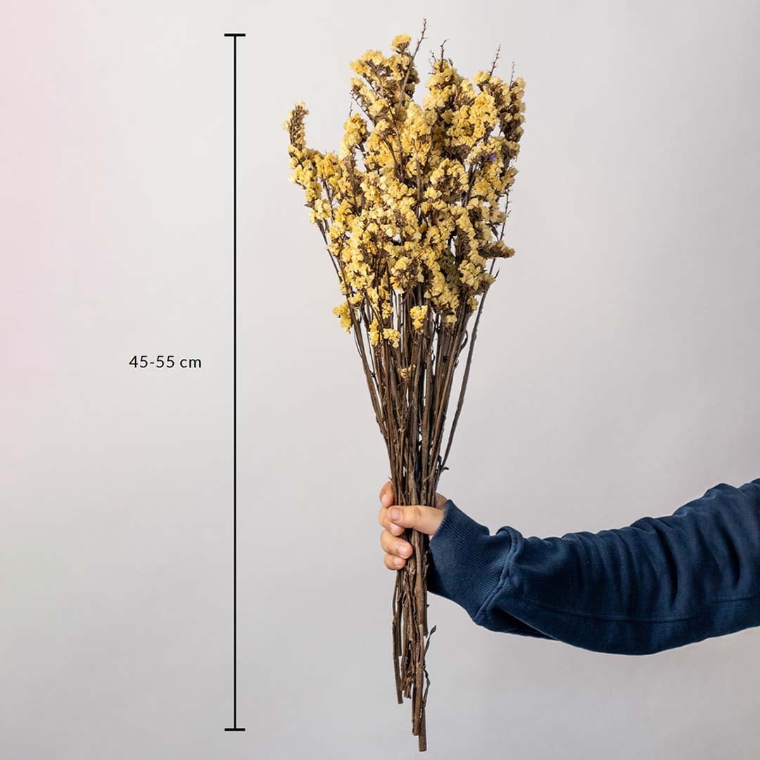 Yellow dried flower bunch on a white background with 45 to 55cm height shown for natural decorative home use.