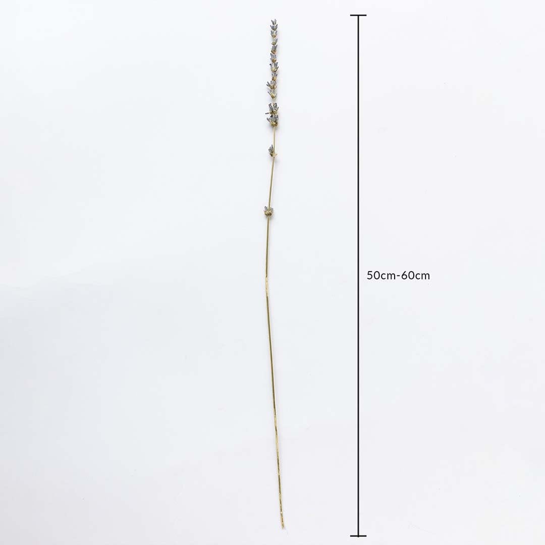 Dried lavender stem in beige and purple shown on a white background with 50cm to 60cm length measurement for decor use.