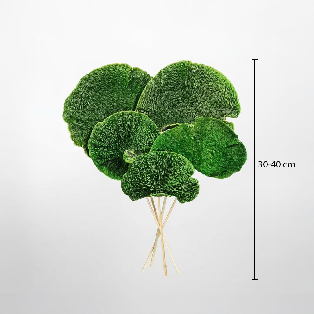 Vibrant green preserved fan palm leaves showing a thirty to forty centimeter height measurement graphic on white backdrop.