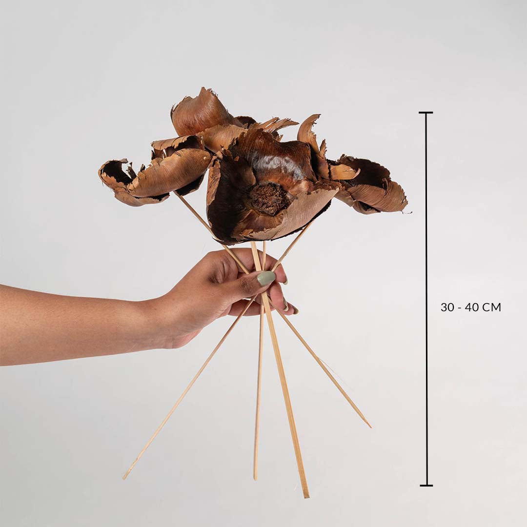 Hand holding natural brown dried woody pod flower stems showing a thirty five to forty centimeter height chart on backdrop.