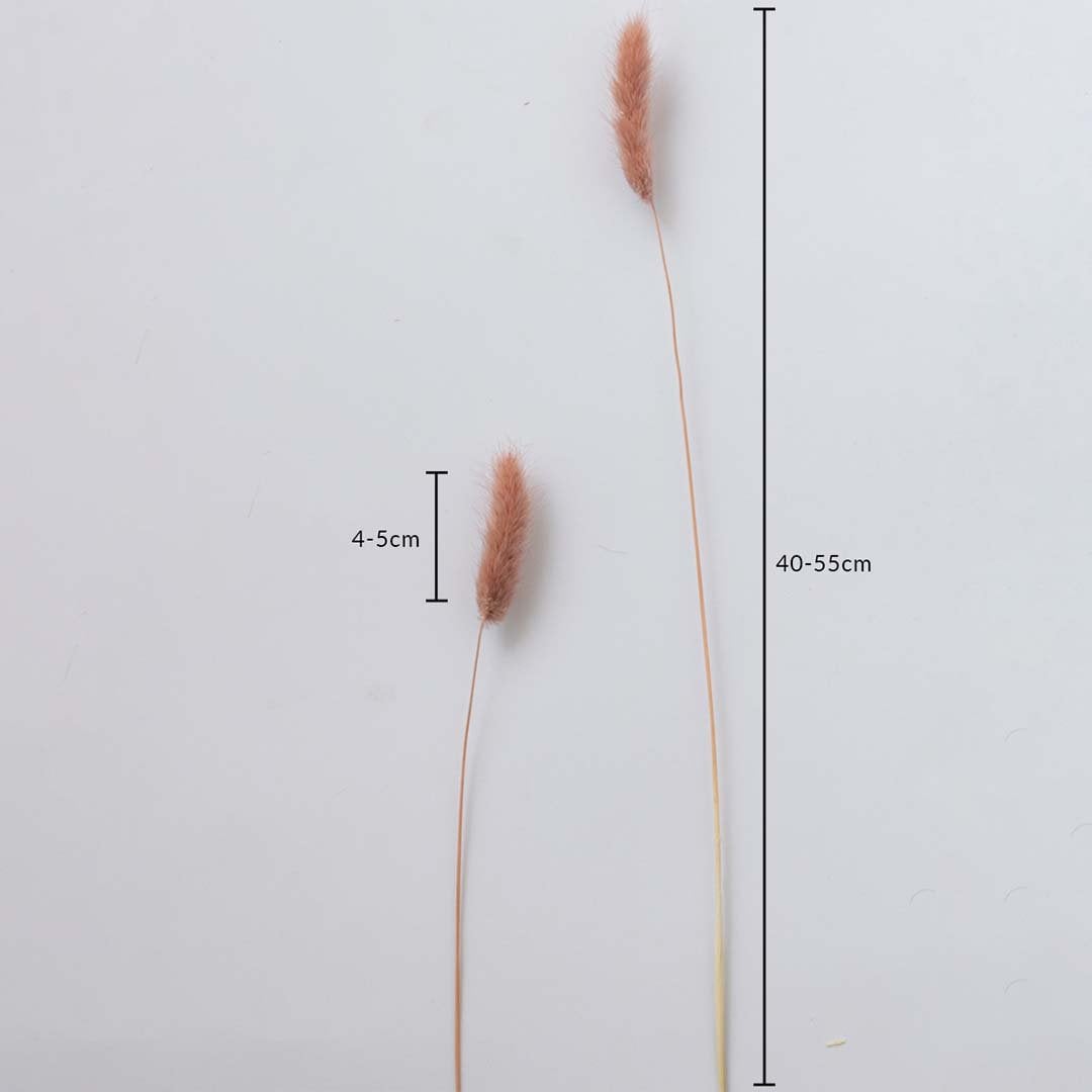 Peach dried bunny tail stems on a white background with 4 to 5cm head size and 40 to 55cm height for decor use.