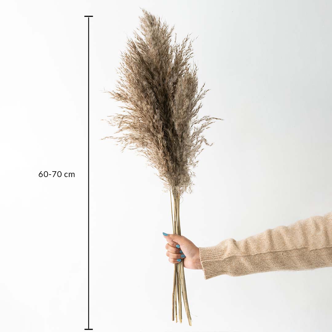 Dark brown dried pampas grass stalks bundle height measurement chart photo for bohemian luxury home vase decoration decor.