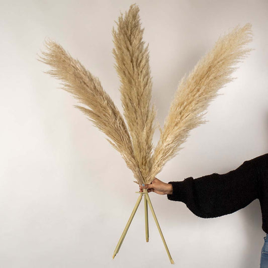 Hand holding three natural beige dried pampas grass stems for elegant bohemian living room floor vase decor on white backdrop.
