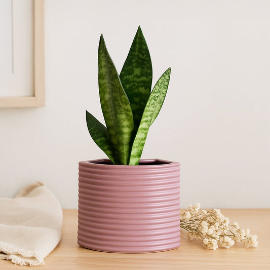 A modern mauve vase displayed in a soft minimal setting showcasing its curved textured detailing and contemporary shape that adds a stylish decorative touch to any room.