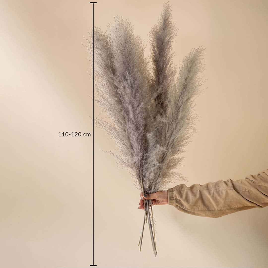 Grey pampas grass stems 110 to 120 cm long shown on beige background for decor height and styling reference.