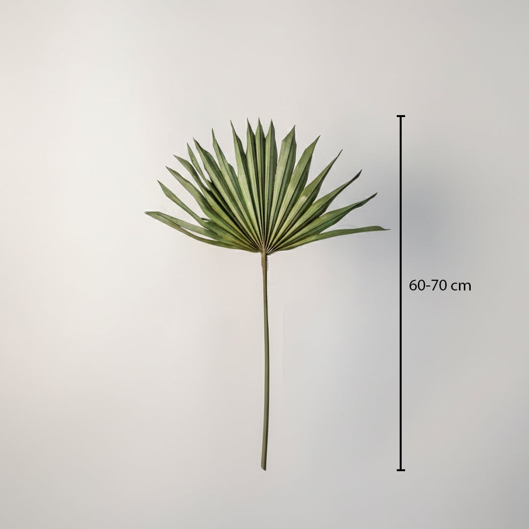A single natural green dried palm sun fan leaf stem showing a forty to fifty centimeter height chart on white backdrop.