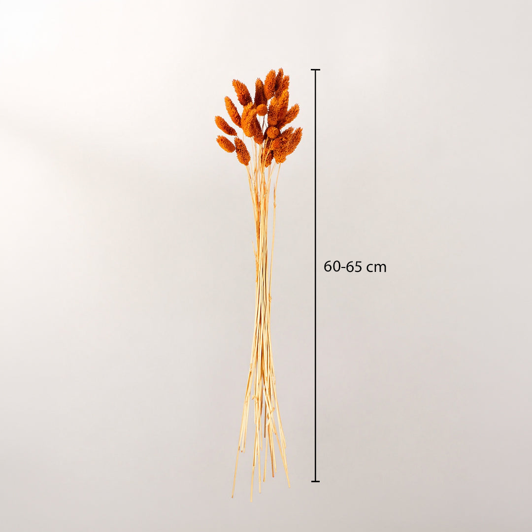 Bright orange dyed dried bunny tails grass stems bundle showing a sixty centimeter height graphic chart on white backdrop.
