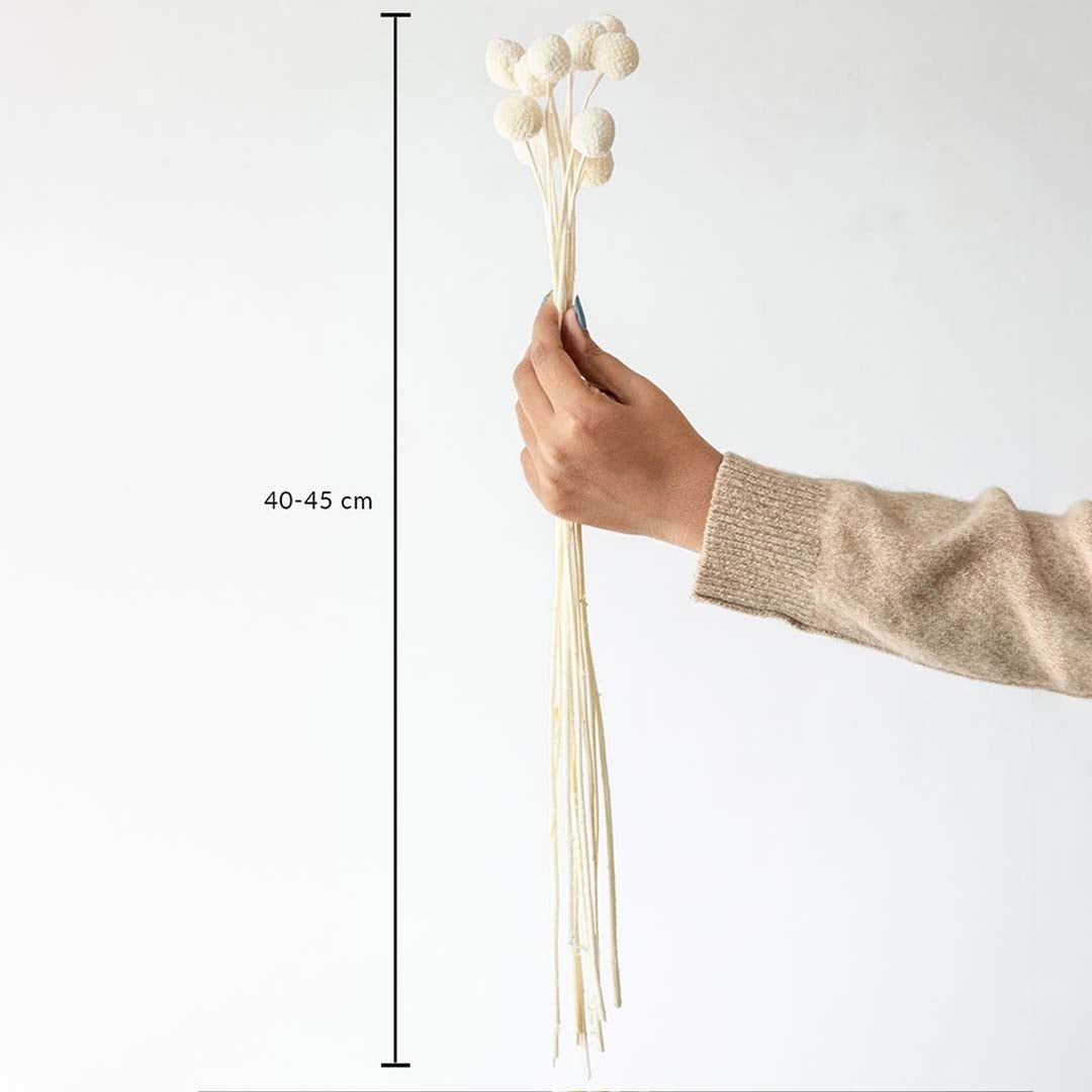White dried flower bunch with natural stems shown on white background with 40 to 45 cm height measurement dimensions.