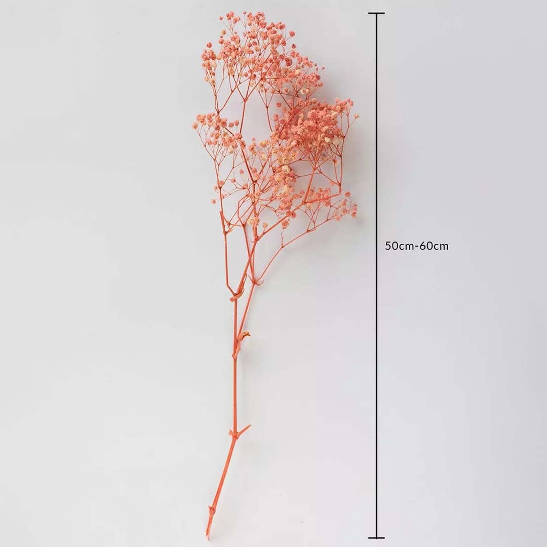 Coral dried gypsophila stem on a white background with 50 to 60cm height shown for decorative home use.