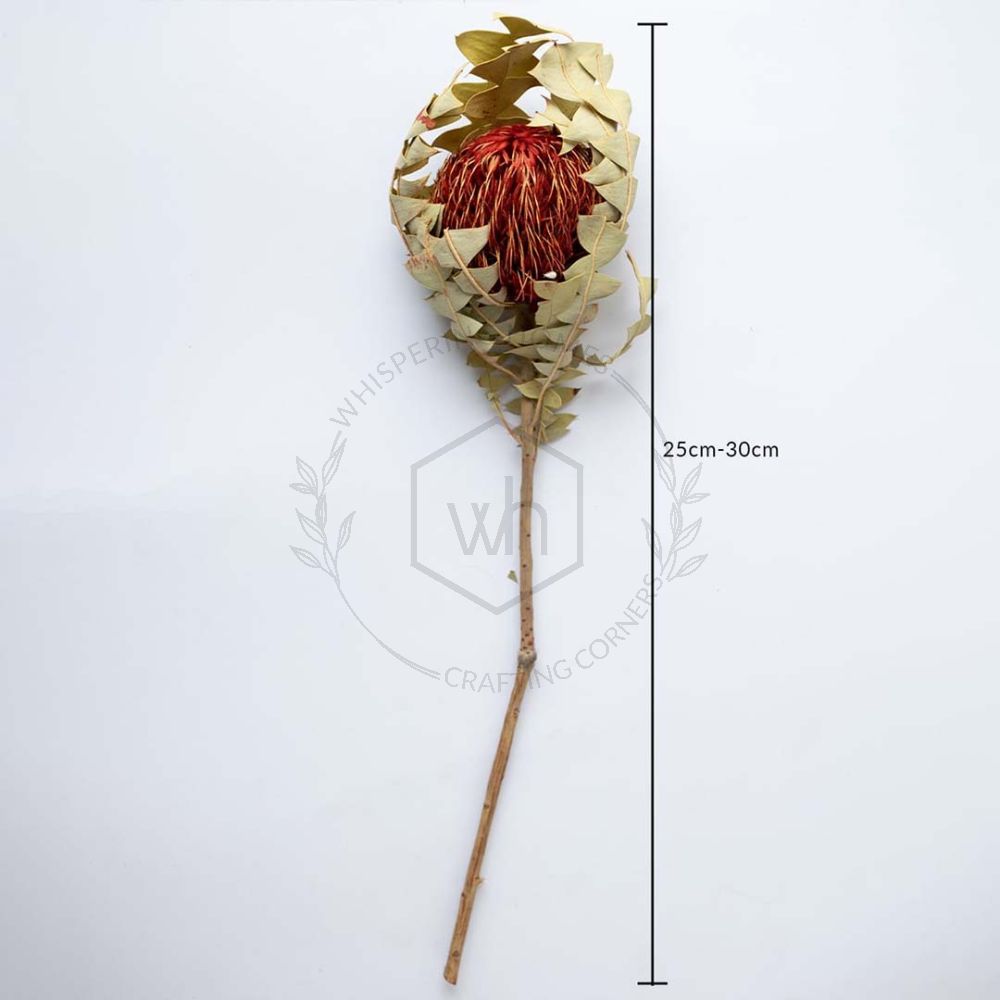 Round Ball Banksia Red
