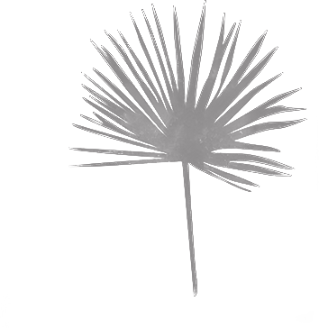 sun-palm