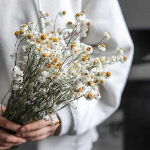 Dried flower care guide with natural styling tips and long lasting home decor inspiration.
