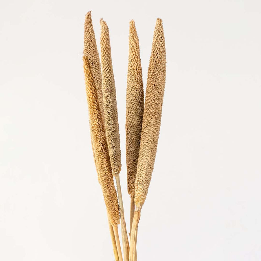 Dried pampas grass closeup highlighting natural golden texture and soft plume detail for minimalist home decor styling.