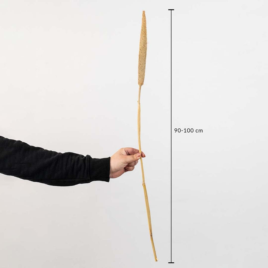 Dried Typha stem with 90-100 cm length shown with measurement for reference.