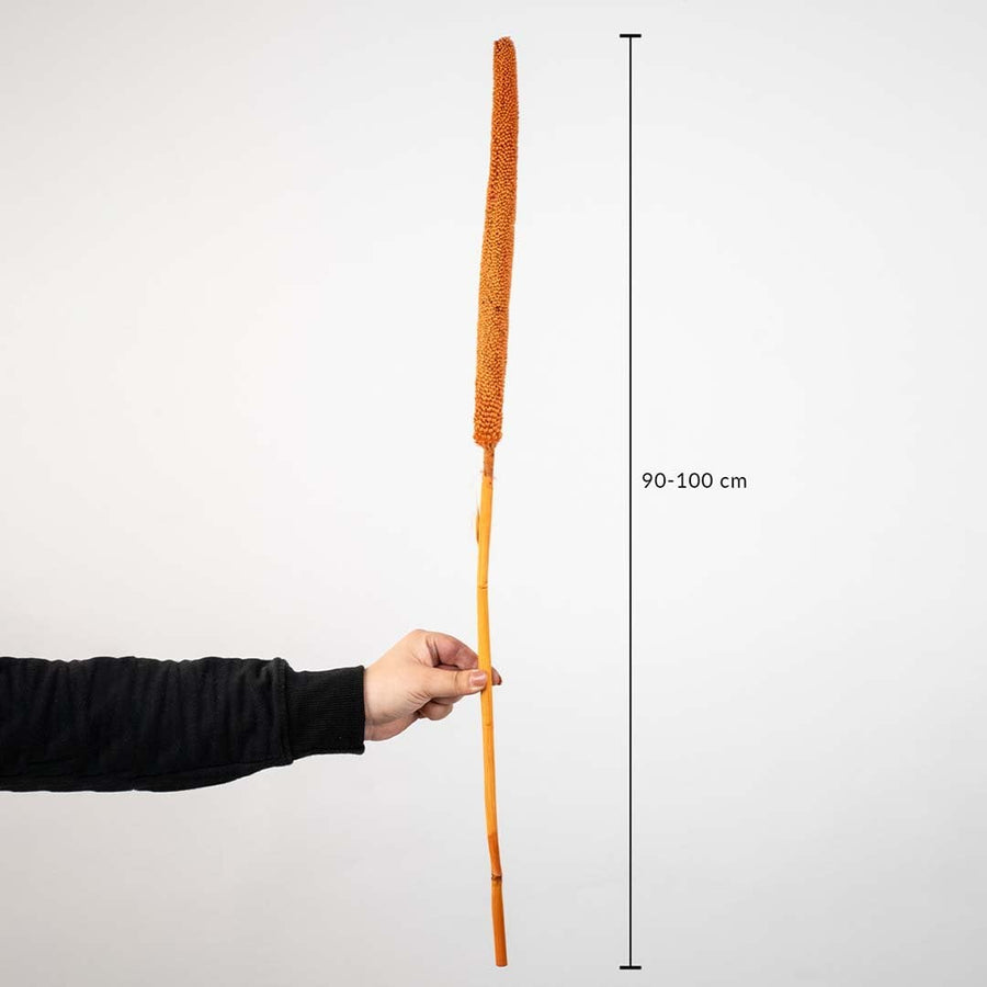 Black bulrush stem measuring 90–100 cm long is ideal for tall vases pampas arrangements and home decor styling.
