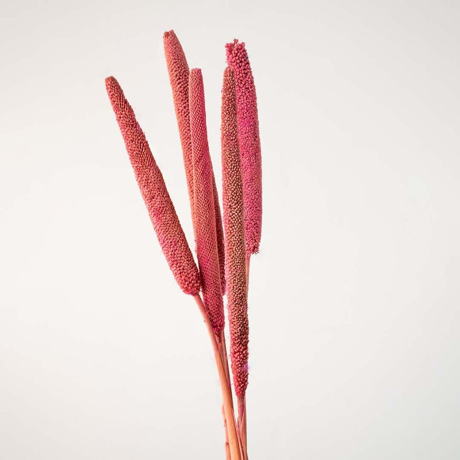 Hand holding a red millet dried stem highlighting its shape finish and quality.