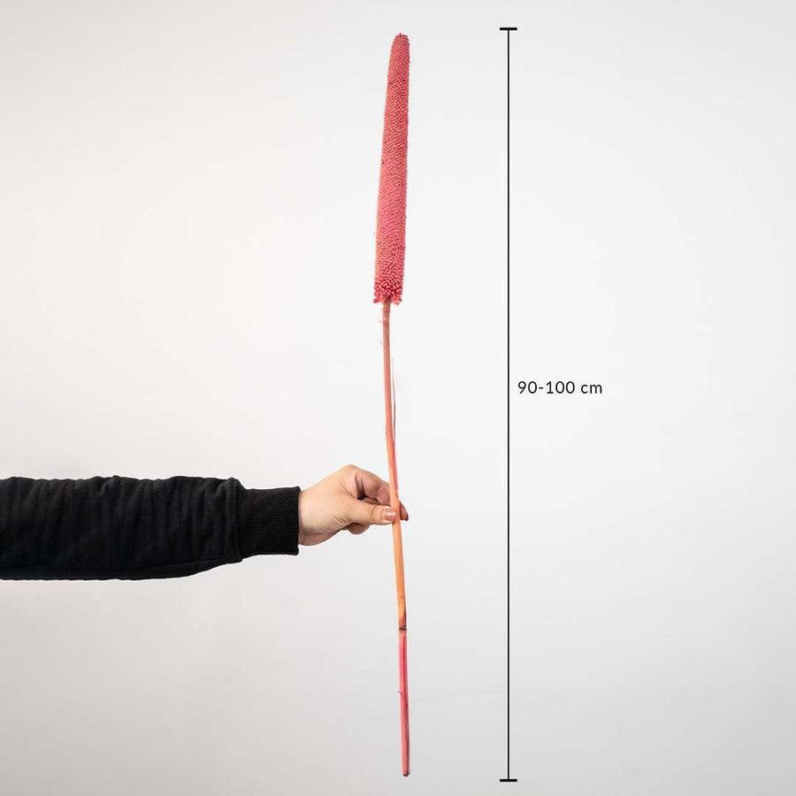Red millet stem with measurement scale 90–100 cm length for size reference.