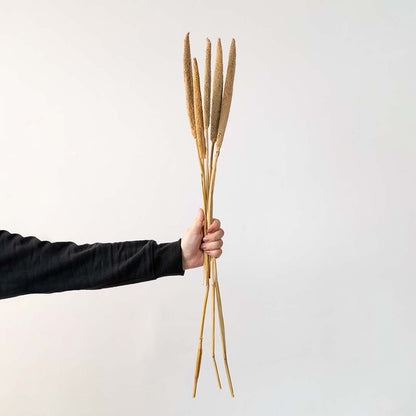 Hand holding a bundle of natural beige dried bulrush cattail stems for rustic farmhouse tabletop vase on white backdrop.