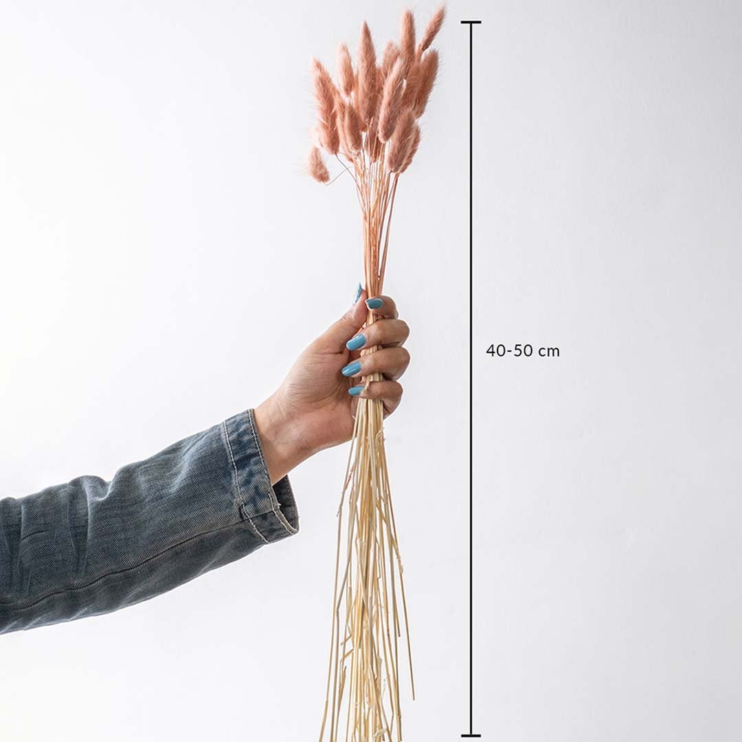 lagurus dried flowers bunch 40 to 50 cm long shown in hand for vase and table decoration on white background.