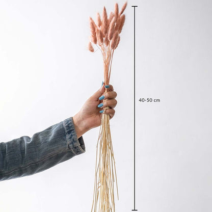 lagurus dried flowers bunch 40 to 50 cm long shown in hand for vase and table decoration on white background.