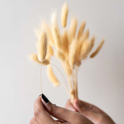 Closeup of beige dried bunny tail grass showing fluffy textured heads perfect for soft organic home decoration.
