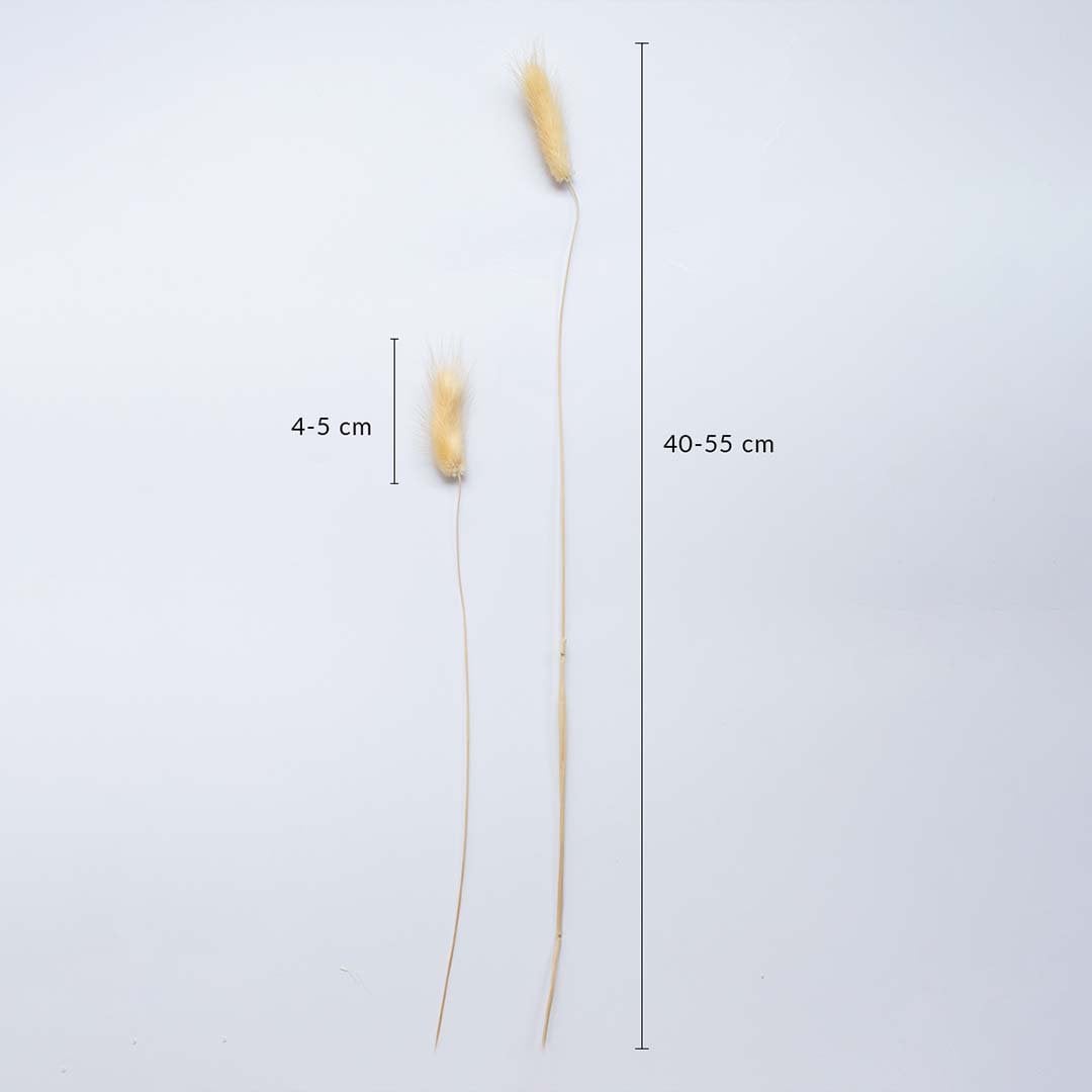Beige dried bunny tail stems on a white background with 4 to 5cm head size and 40 to 55cm height for home decor use.