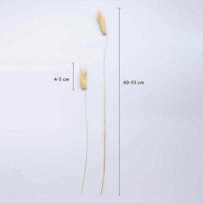 Beige dried bunny tail stems on a white background with 4 to 5cm head size and 40 to 55cm height for home decor use.