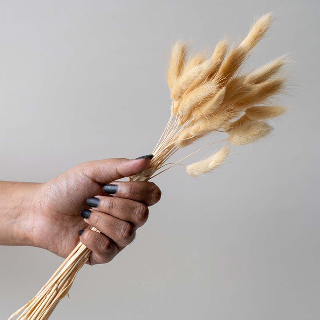 Hand holding natural beige bunny tail grass bouquet for bohemian home decor on white backdrop.