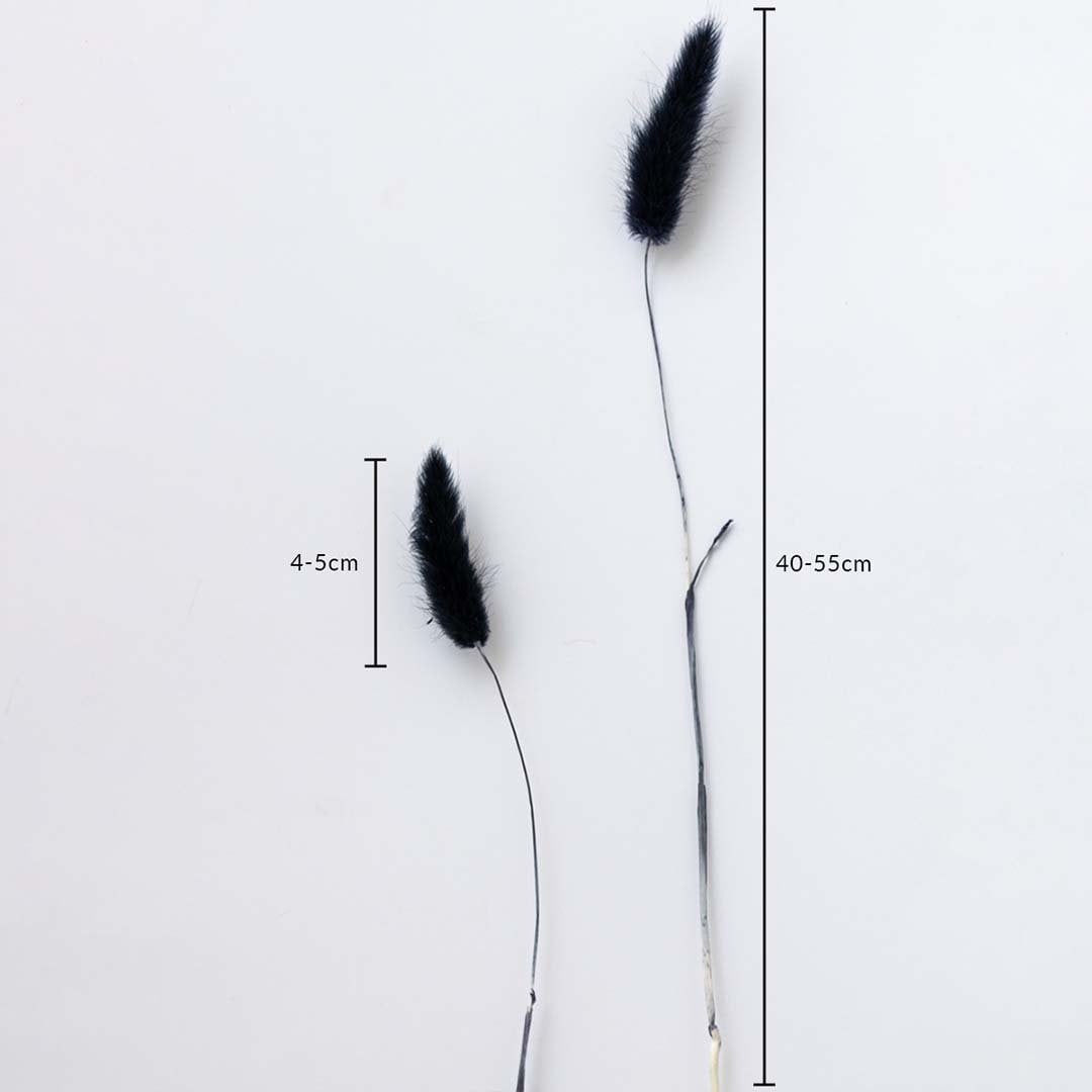 Black dried bunny tail grass stems 40-55cm with 4-5cm heads shown on white background for size dimension view.