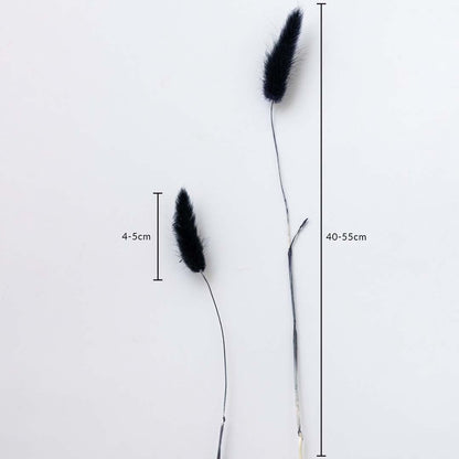 Black dried bunny tail grass stems 40-55cm with 4-5cm heads shown on white background for size dimension view.