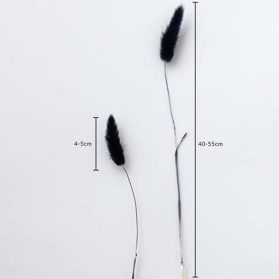 Black dried bunny tail grass stems 40-55cm with 4-5cm heads shown on white background for size dimension view.