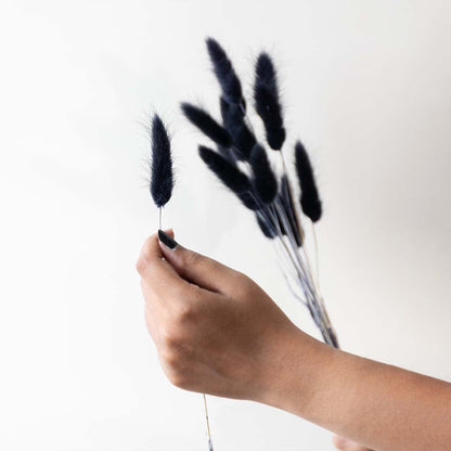 Minimal dried floral stems with black bunny tail grass held in hand on white background for modern decor and craft styling.