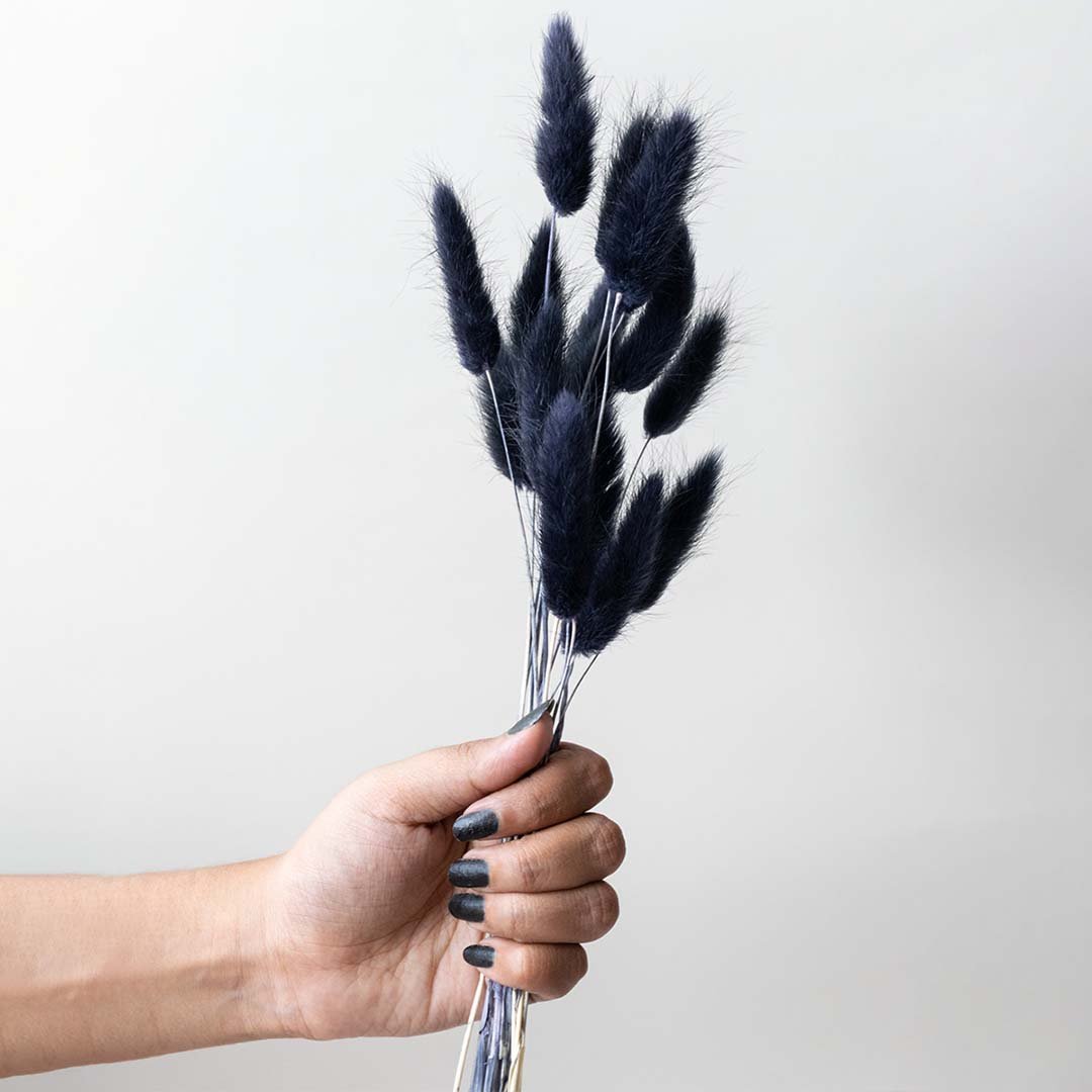Hand holding dark navy blue dried bunny tails grass stems for modern bold bohemian living room vase decor on white backdrop.