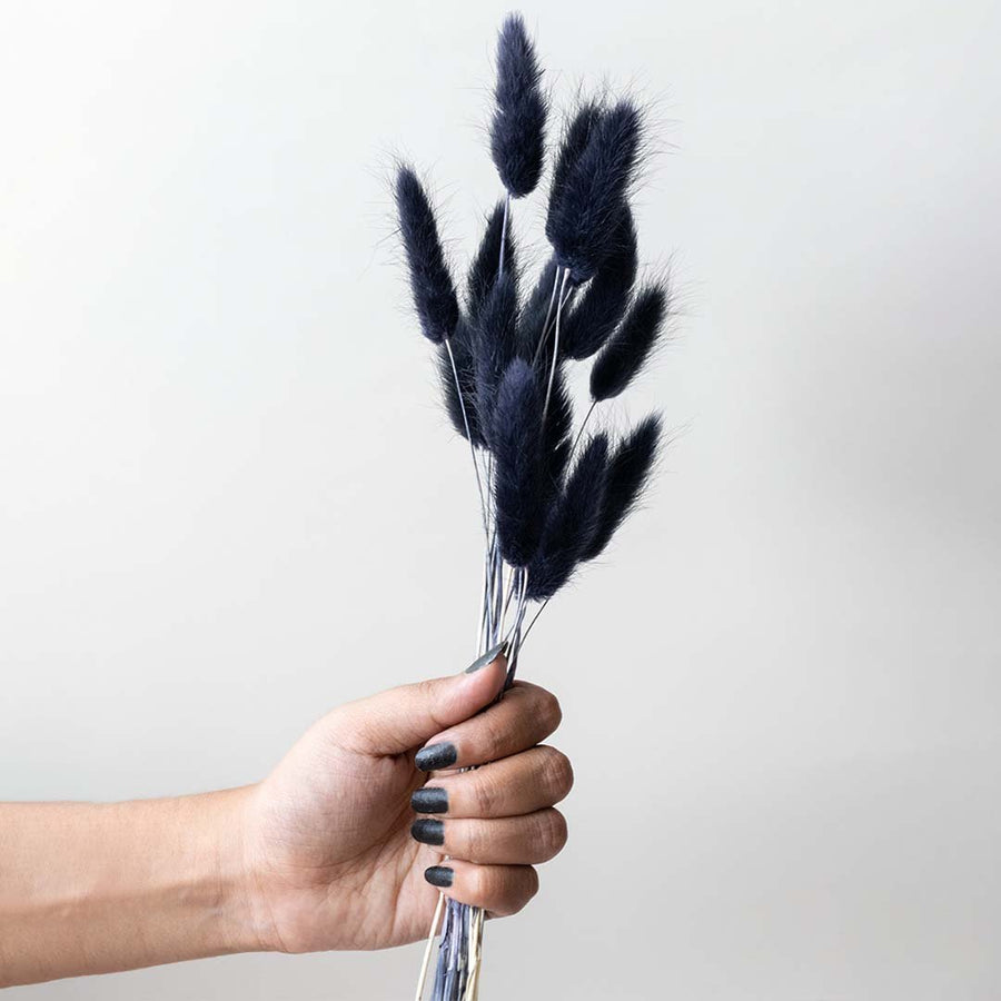 Hand holding dark navy blue dried bunny tails grass stems for modern bold bohemian living room vase decor on white backdrop.