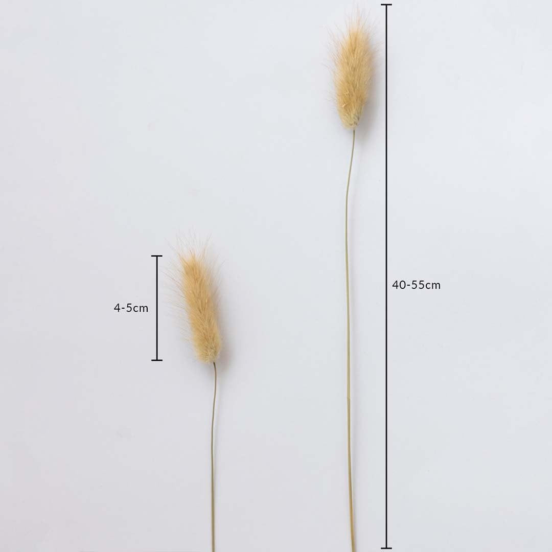 Two dried fluffy grass stems displayed on a soft light background with heads measuring 4 to 5 cm and lengths reaching 40 to 55 cm showing natural botanical accents for décor.