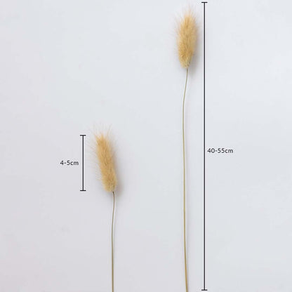 Two dried fluffy grass stems displayed on a soft light background with heads measuring 4 to 5 cm and lengths reaching 40 to 55 cm showing natural botanical accents for décor.