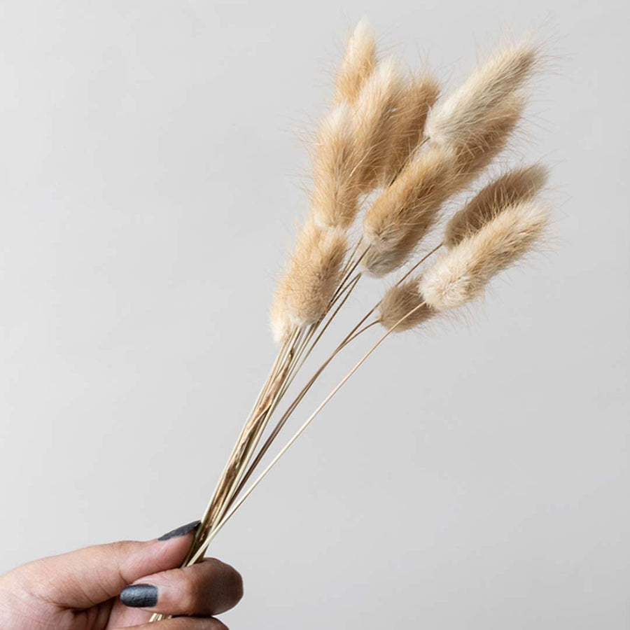 A small bunch of dried fluffy grass stems held gently against a soft neutral background highlighting their natural golden texture that brings warm rustic botanical décor.
