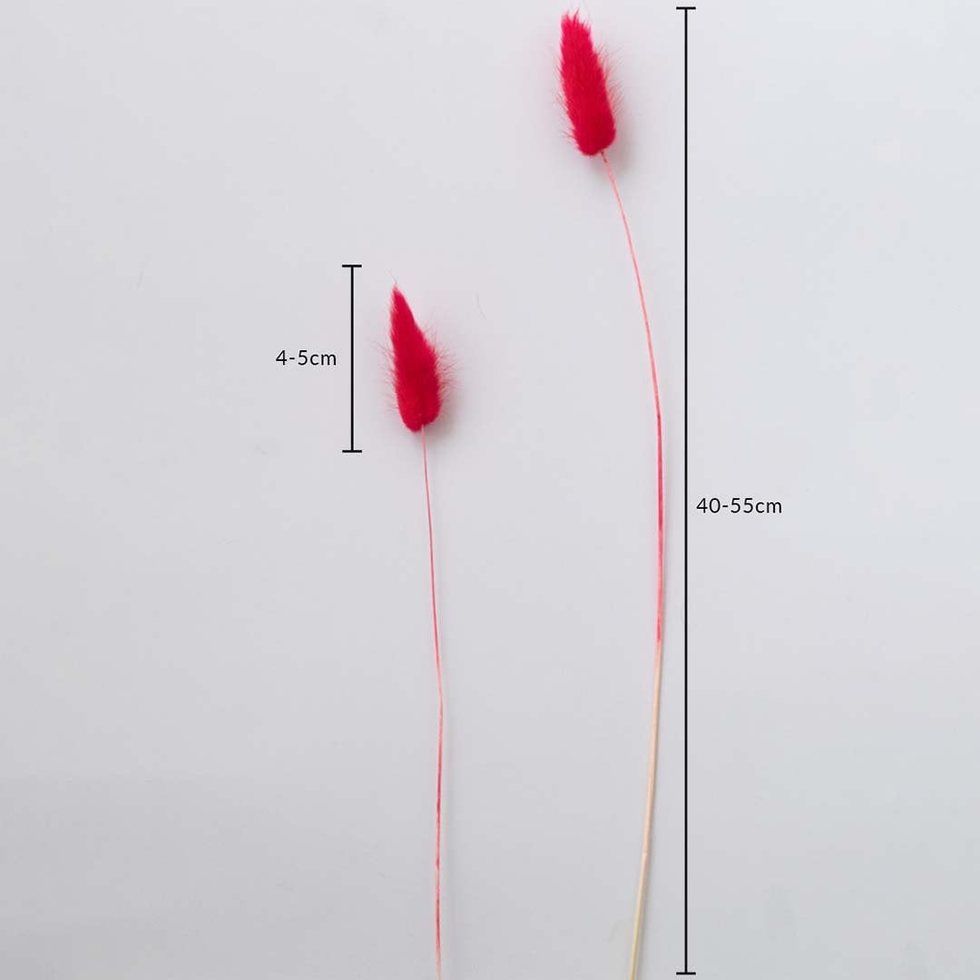 Red dried bunny tail grass stems 40-55cm with 4-5cm fluffy heads shown on white background for size dimension view.