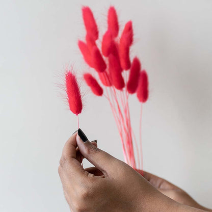 Elegant red dried bunny tail grass stems in circular ceramic vase displayed on clean white background home decor.
