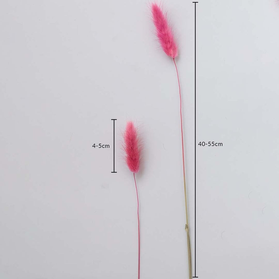 Pink dried bunny tail stems on a white background with 4 to 5cm head size and 40 to 55cm height for decor use.