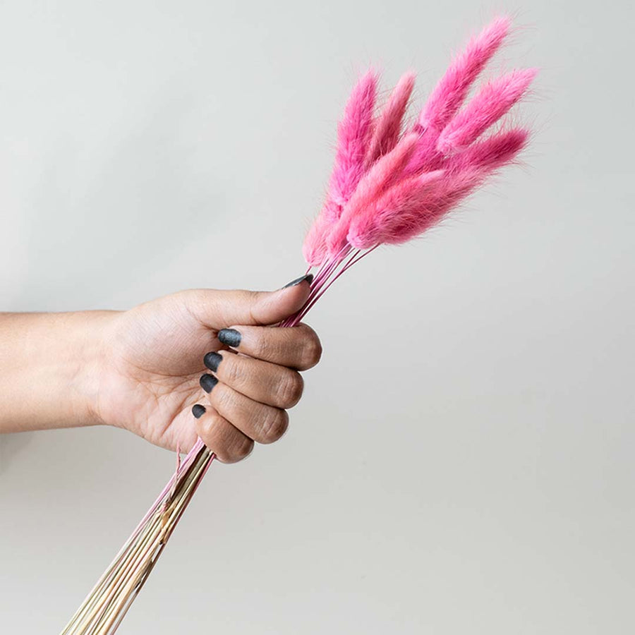 Hand holding pink dried bunny tails grass stems for boho floral arrangements on white backdrop.