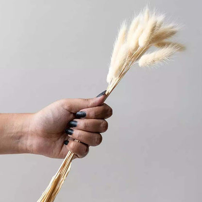 Minimal dried grass stems in light beige shown on a white background ideal for soft organic home decoration.